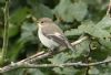 Pied Flycatcher at Gunners Park (Steve Arlow) (87744 bytes)